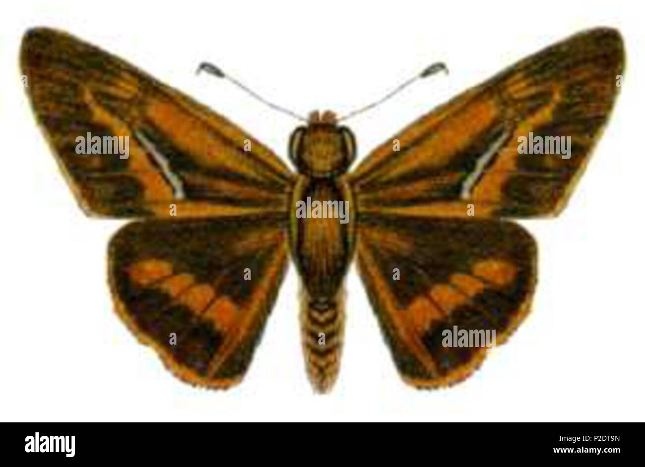 . Telicota ohara ohara . Commonwealth Scientific and Industrial Research Organisation (CSIRO) 62