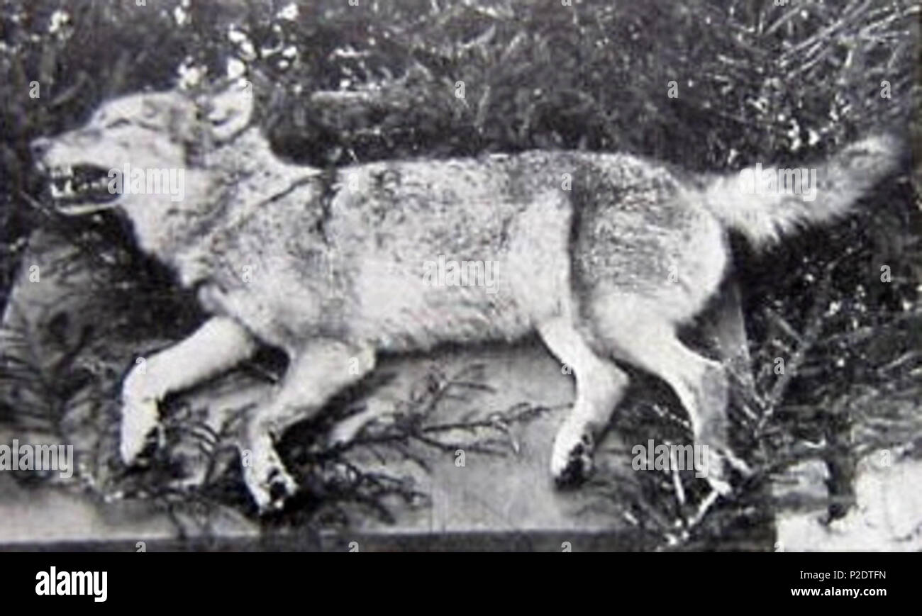 . English: After being captured. last wolf in Germany. Shot 1904 in Sabroth / Oberlausitz . 1904 gelaufen. Aufnahme von R. Aedtner - Hoyerswerda 63 Tiger of Sabrodt Stock Photo