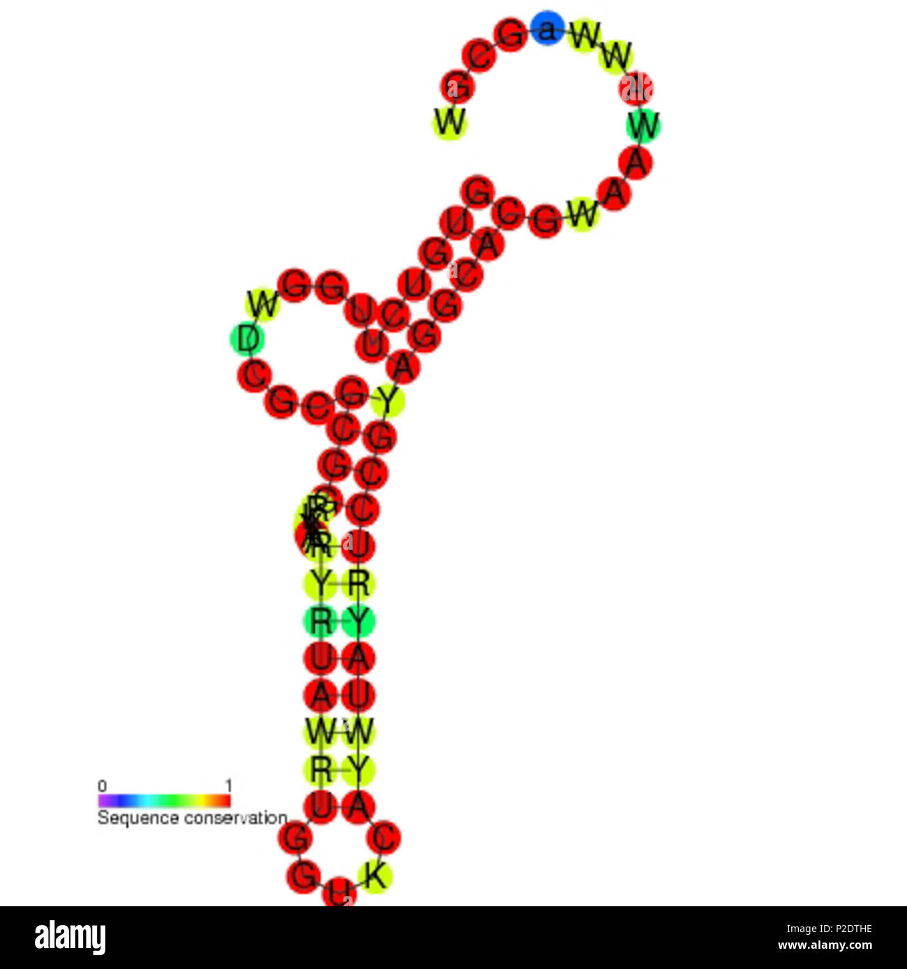 . Secondary structure image for TLS-PK2 non coding RNA (RF01077). Nucleotide colouring indicates sequence conservation between the members of this family. January 2009. Rfam database 63 TLS-PK2 secondary structure Stock Photo