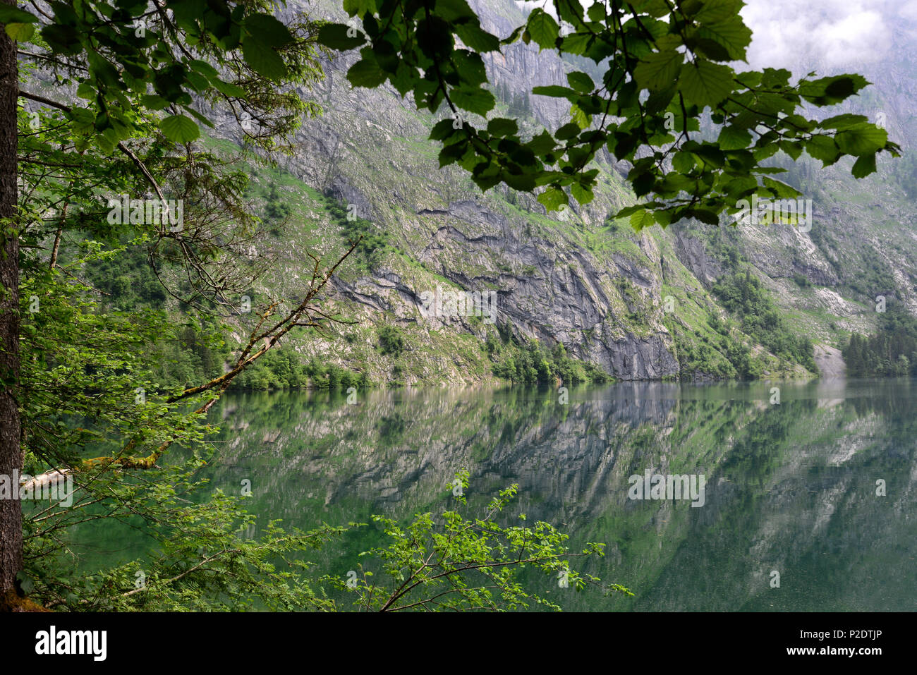 Lake Obersee at Koenigssee, Berchtesgaden, Upper Bavaria, Bavaria, Germany Stock Photo