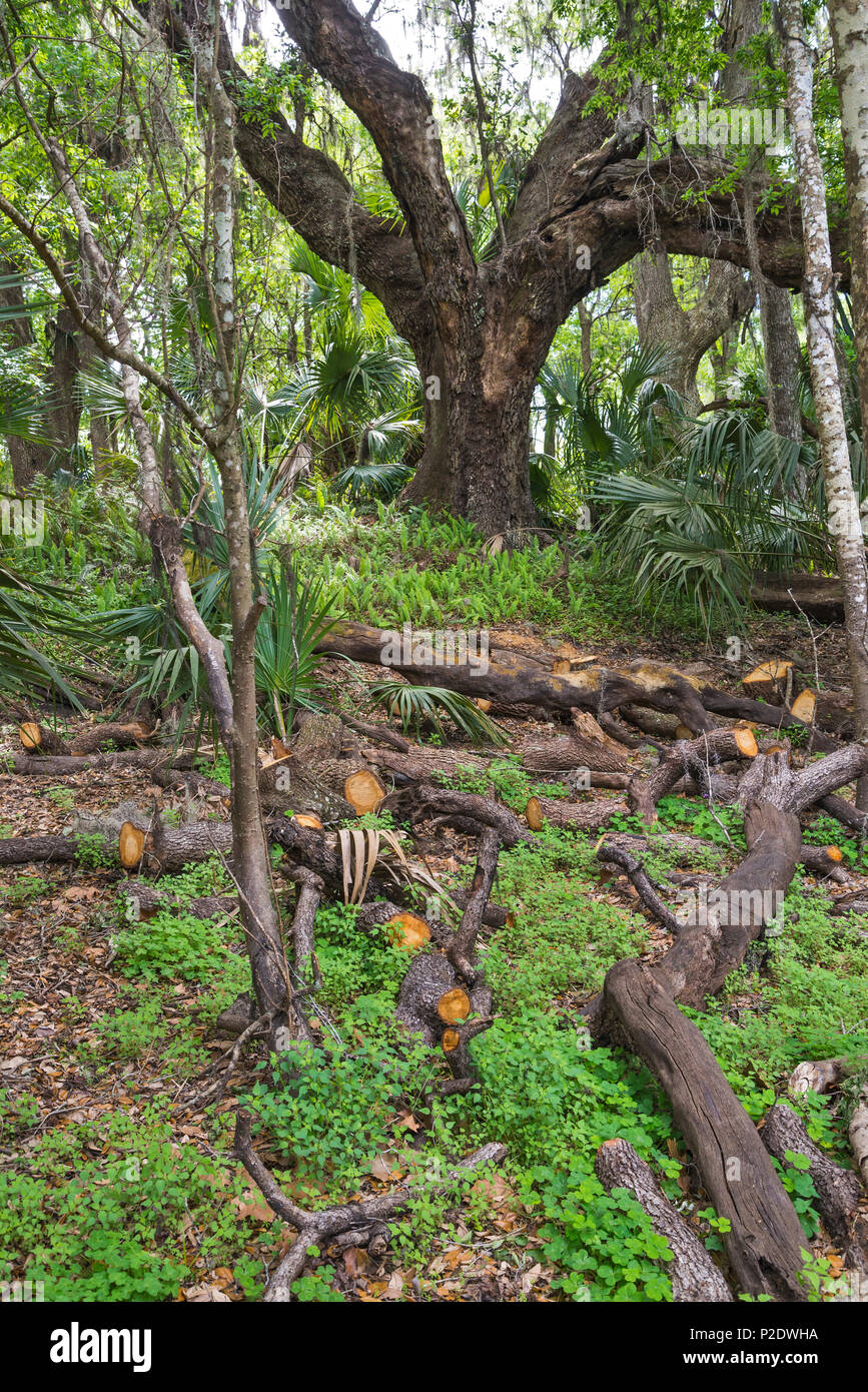 Spring Garden Festival in Gainesville, Florida Stock Photo Alamy
