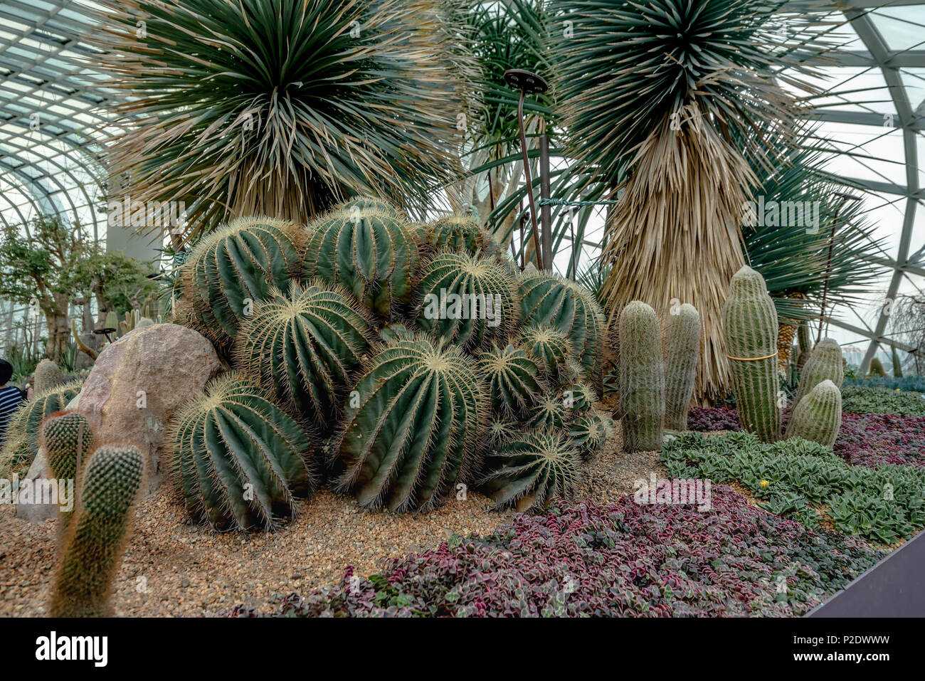 Various types of Cactus in Flower Dome, Singapore Stock Photo