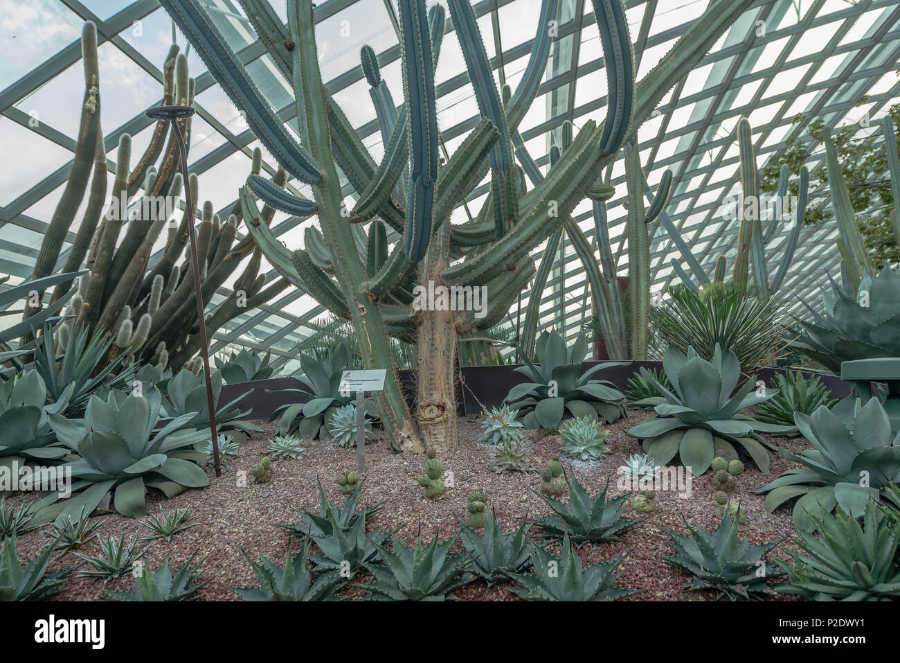 Various types of Cactus in Flower Dome, Singapore Stock Photo
