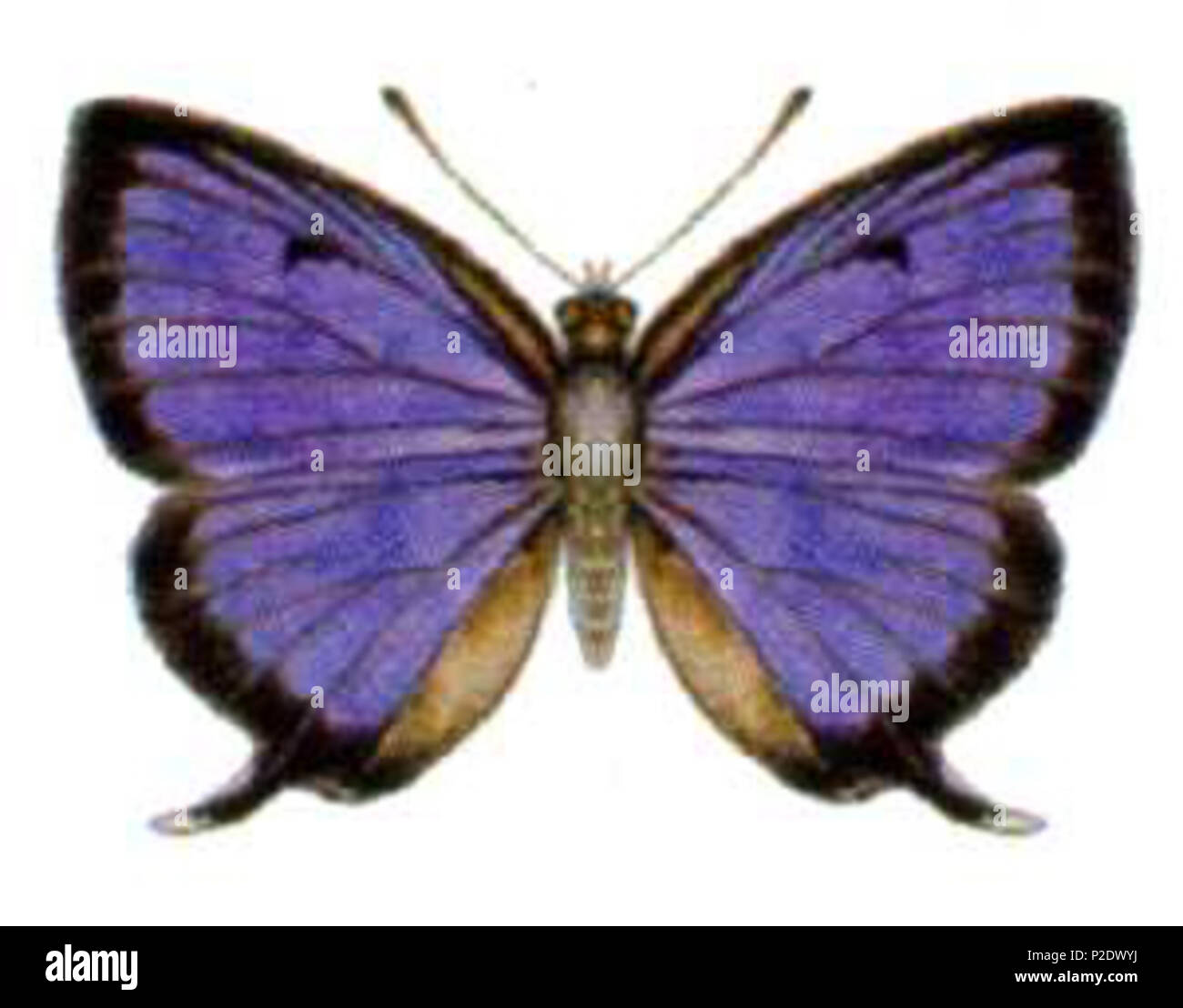 . Arhopala wildei wildei . Commonwealth Scientific and Industrial Research Organisation (CSIRO