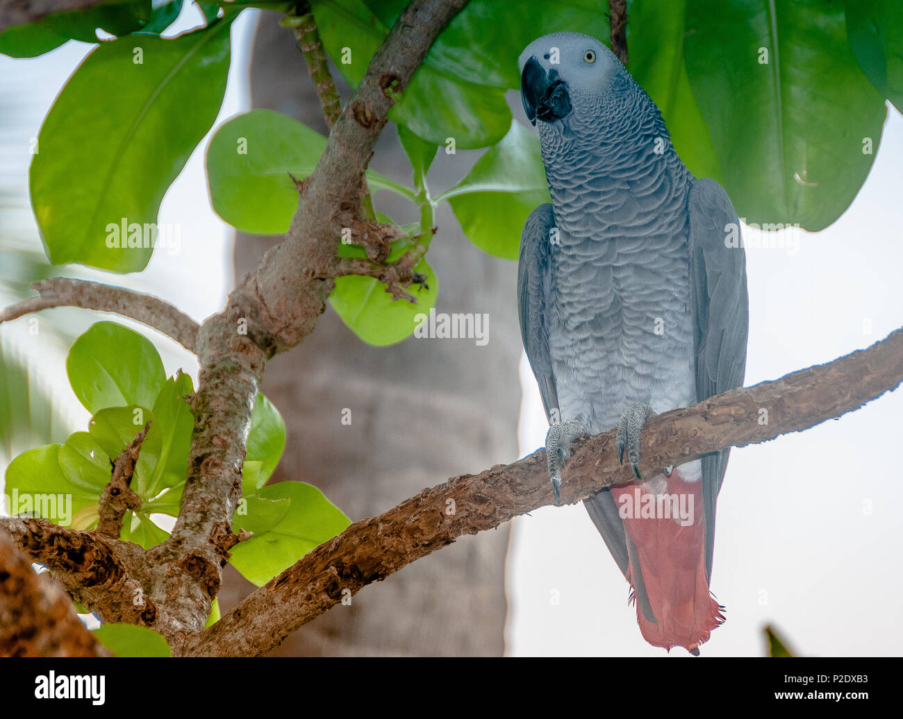 Exotic parrot in tropical forest. Maldives. Wild nature. Birdwatching Stock Photo