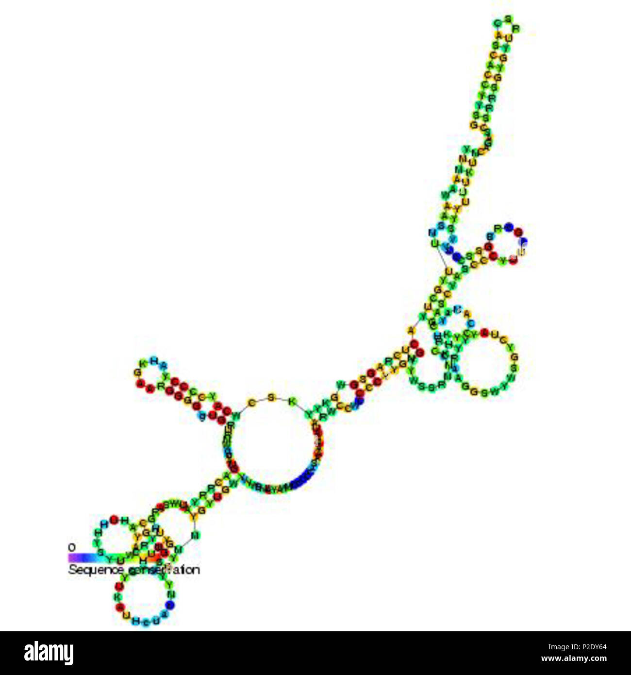 . Secondary structure image for BsrG non coding RNA (RF01412 ...