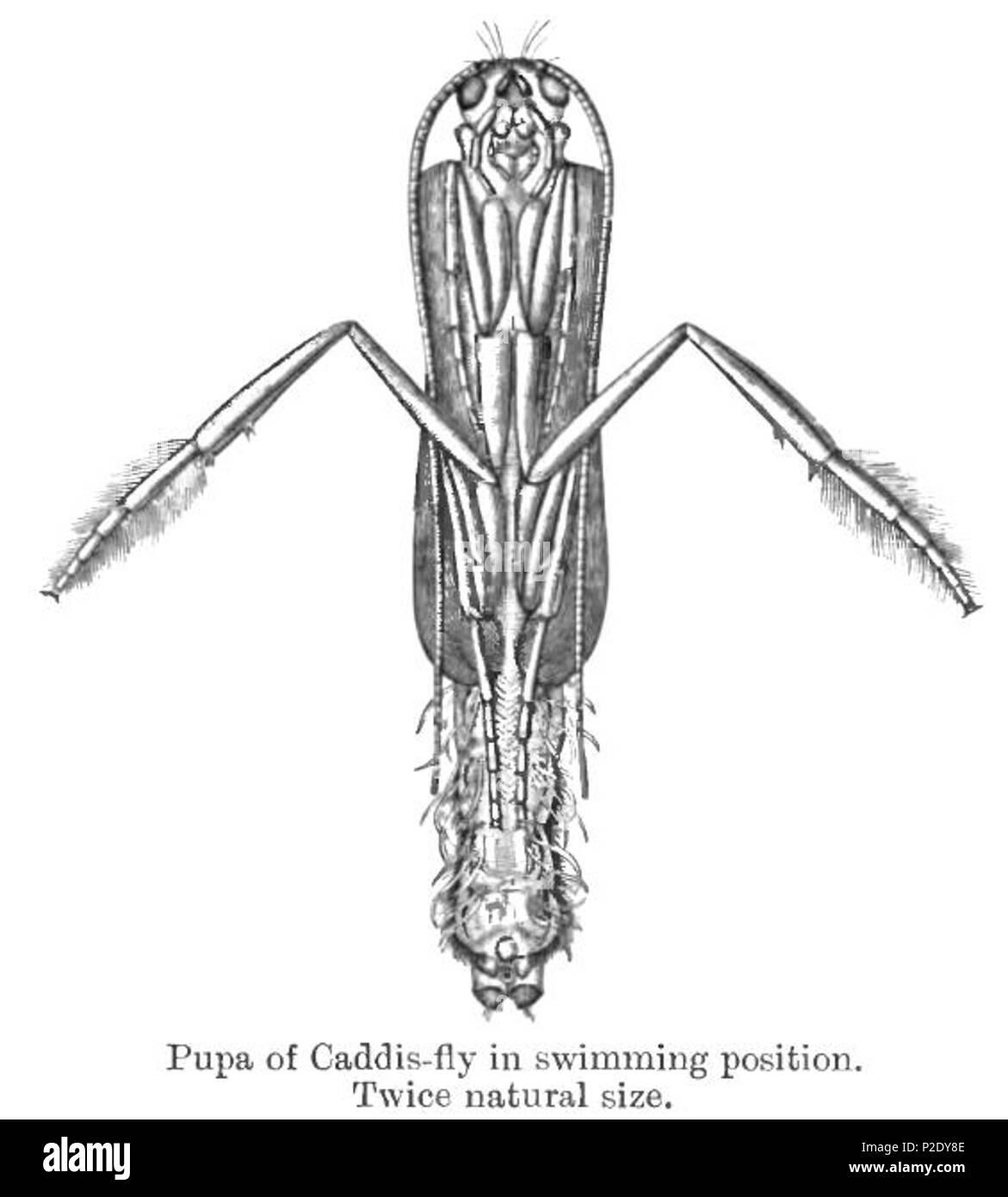 . Caddis fly pupa . 1909. British Museum of Natural History 11 CaddisPupaBMNH Stock Photo