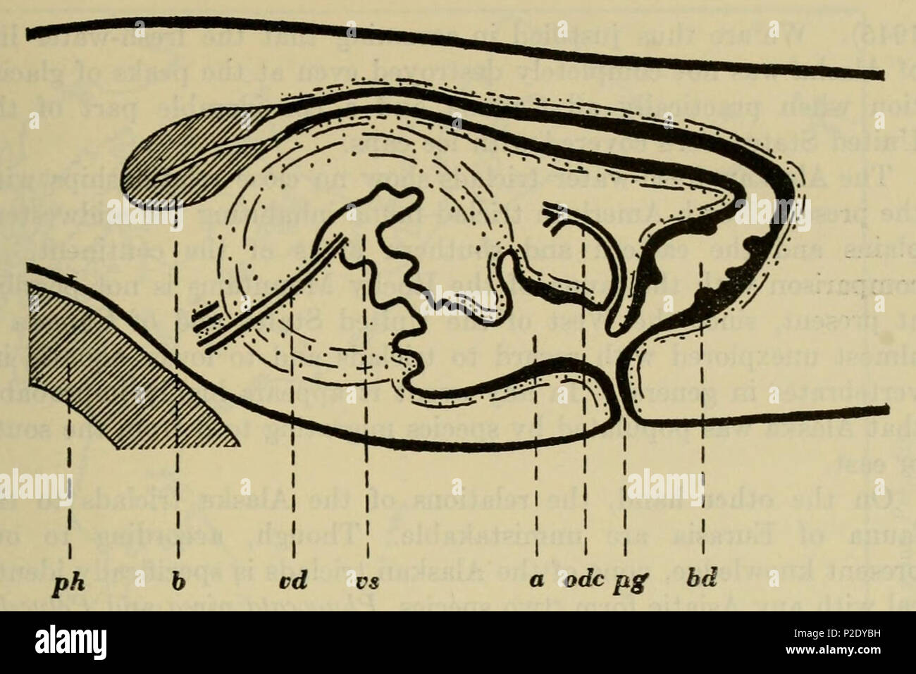 . English: Dendrocoelopsis alaskensis, diagram of the copulatory organs in longitudinal section, X 70. Abbreviations: a, genital atrium; b, bursa; bd, bursa stalk; odc, common oviduct; pg, genital pore; ph, pharynx (extended through the mouth); vd, vas deferens; vs, semial vesicle. 21 September 2014, 13:21:02. Roman Kenk 15 Dendrocoelopsis alaskensis CA Stock Photo