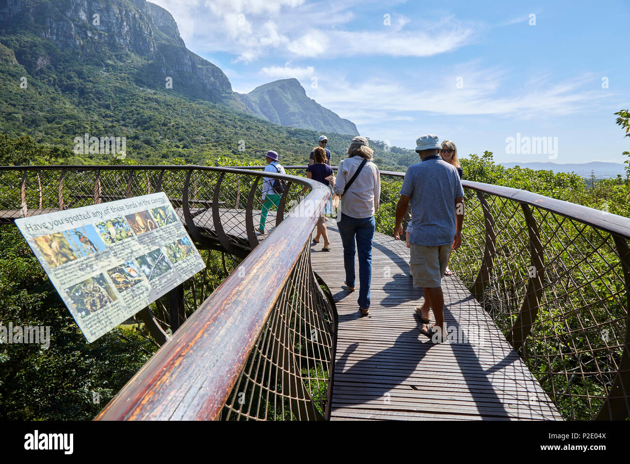 Boomslang tree canopy walkway in Kirstenbosch Botanical Garden Stock ...