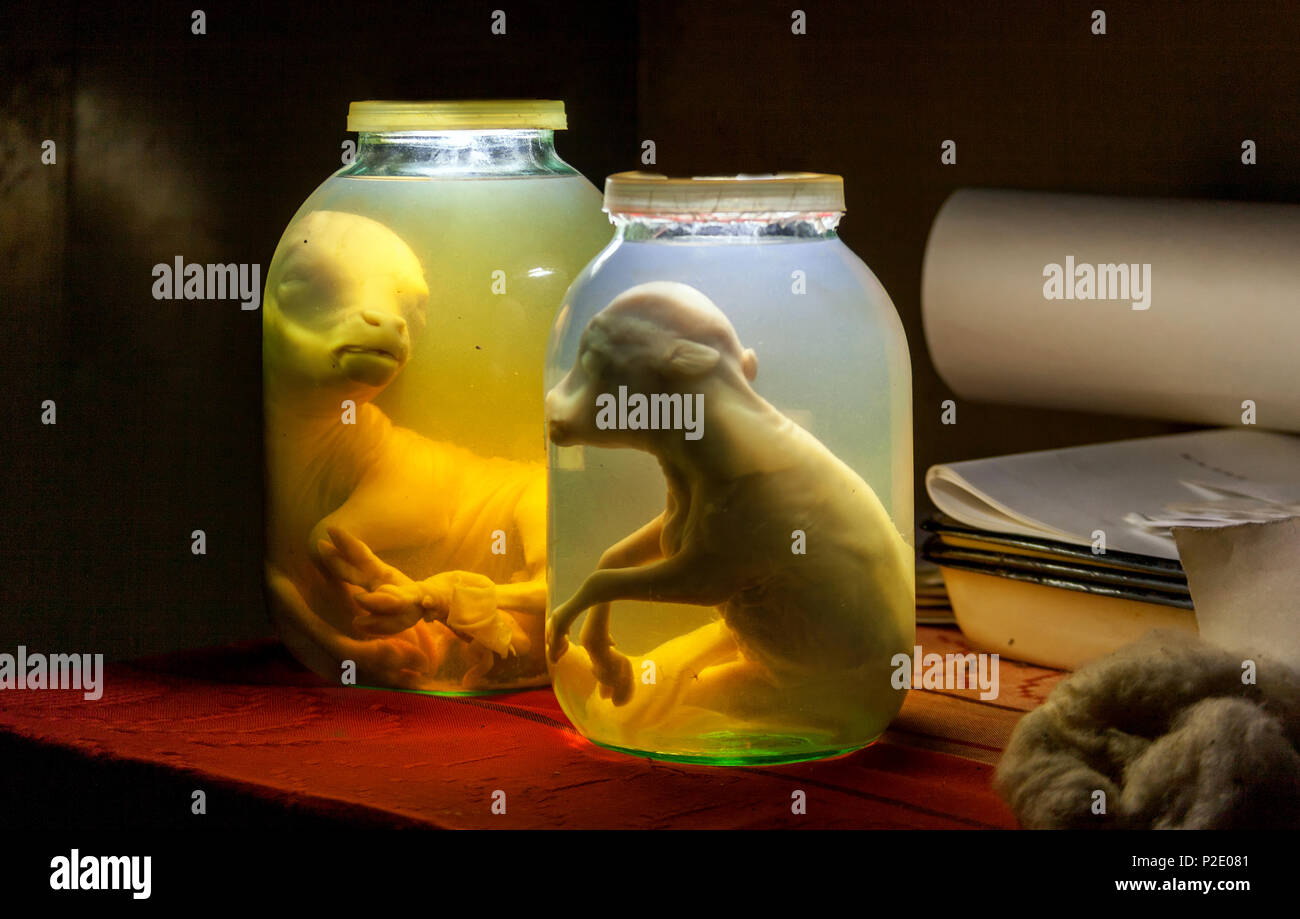 Calf embryo in glass jar with formalin. Veterinary preparation Stock Photo