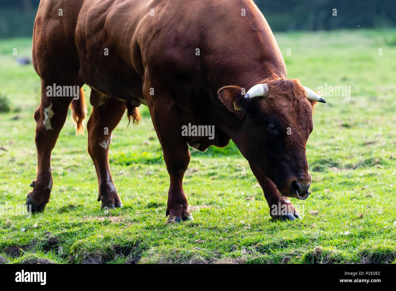 Belgian Blue Cattle Bull Stock Photo Alamy