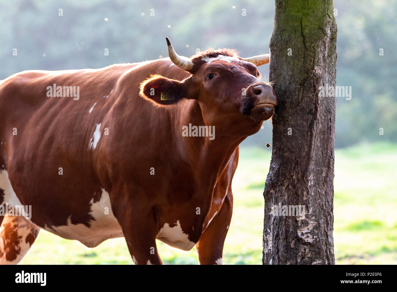 Belgian blue cattle bull Stock Photo