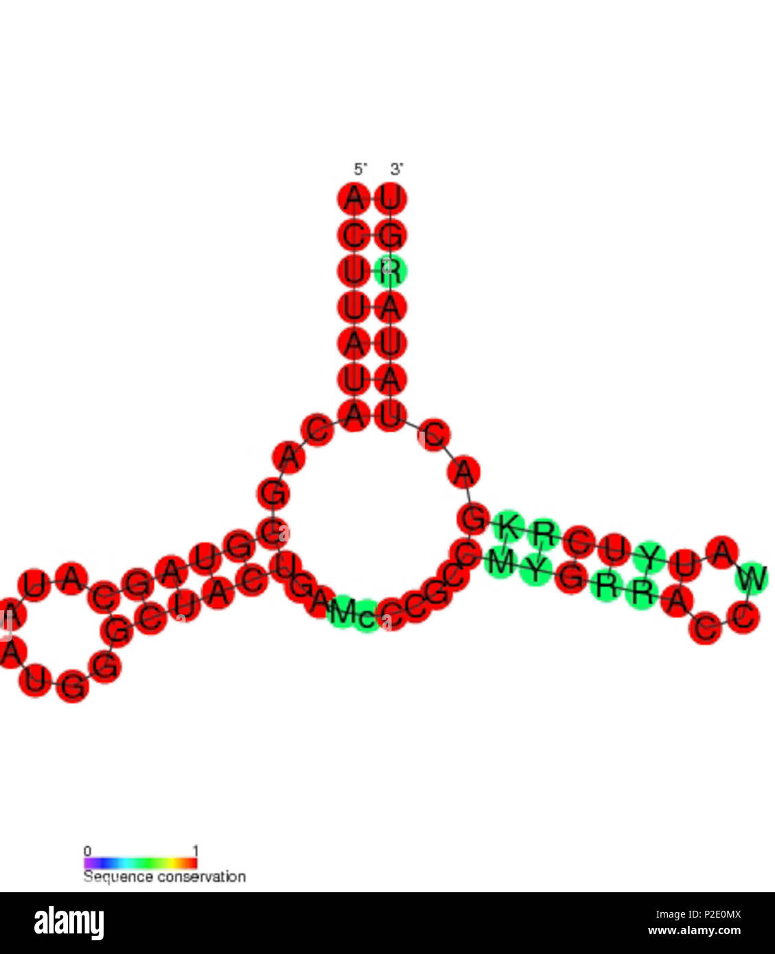 . Secondary structure and sequence conservation image for MFR non coding RNA (RF01510). Nucleotide colouring indicates sequence conservation between the members of this family. May 2011. Rfam database 34 MFR secondary structure Stock Photo