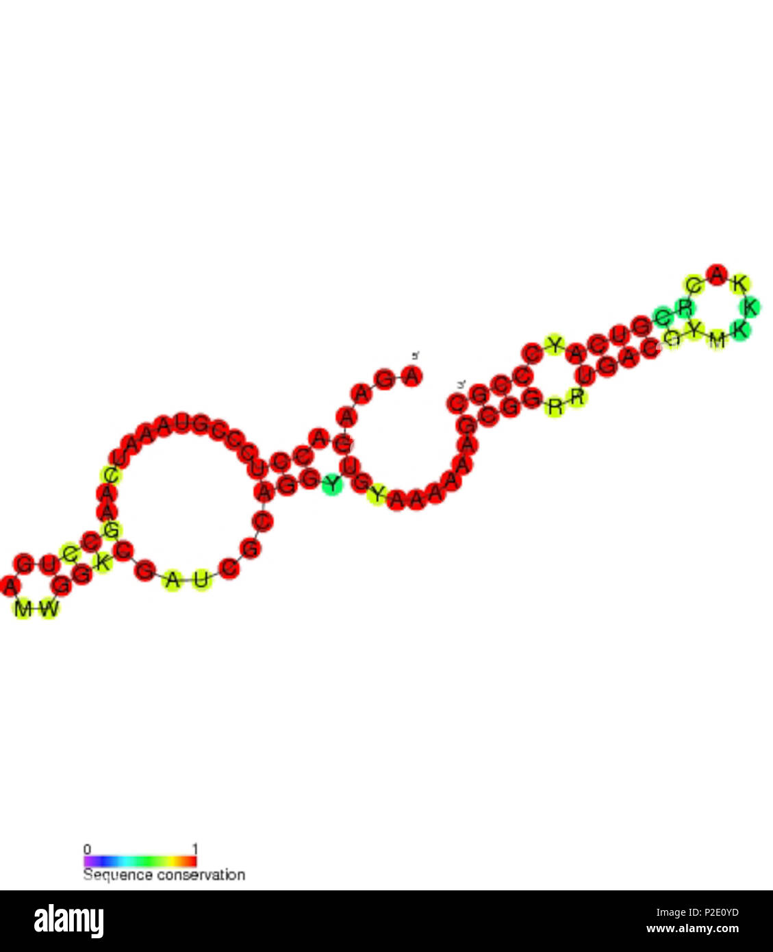 . Secondary structure and sequence conservation image for P31 non coding RNA (RF01676). Nucleotide colouring indicates sequence conservation between the members of this family. May 2011. Rfam database 39 P31 secondary structure Stock Photo