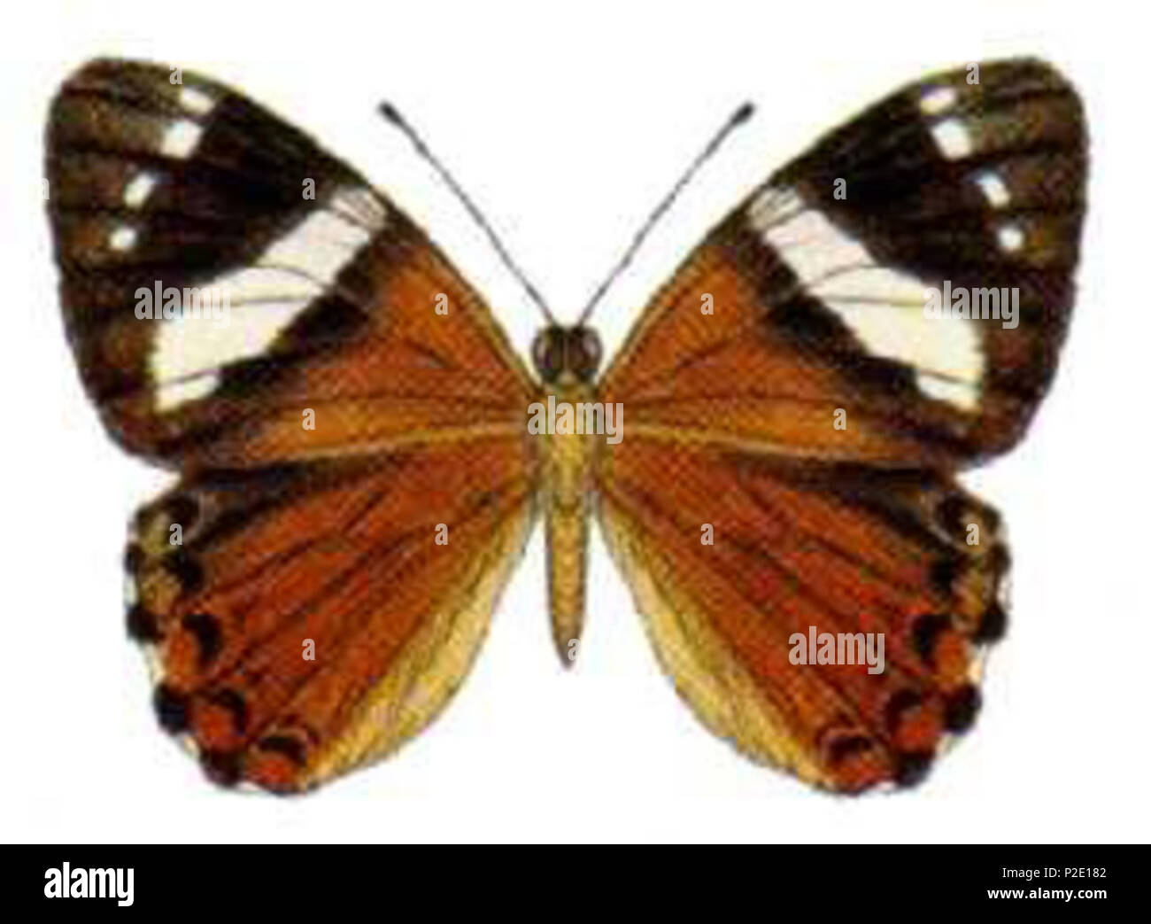 . identifying features of Australian butterfly species wing pattern . 27 December 2008. coauthor Department of Agriculture, Fisheries and Forestry (AFFA) 43 Praetaxila segecia punctaria Stock Photo