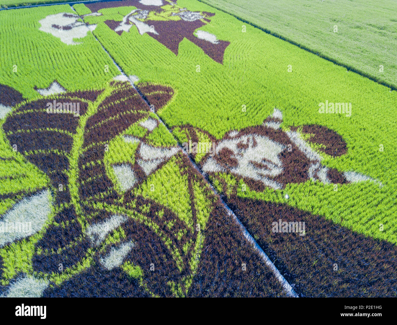 Aerial view of the beautiful Paddy field painting at Yuanli, Taiwan Stock Photo