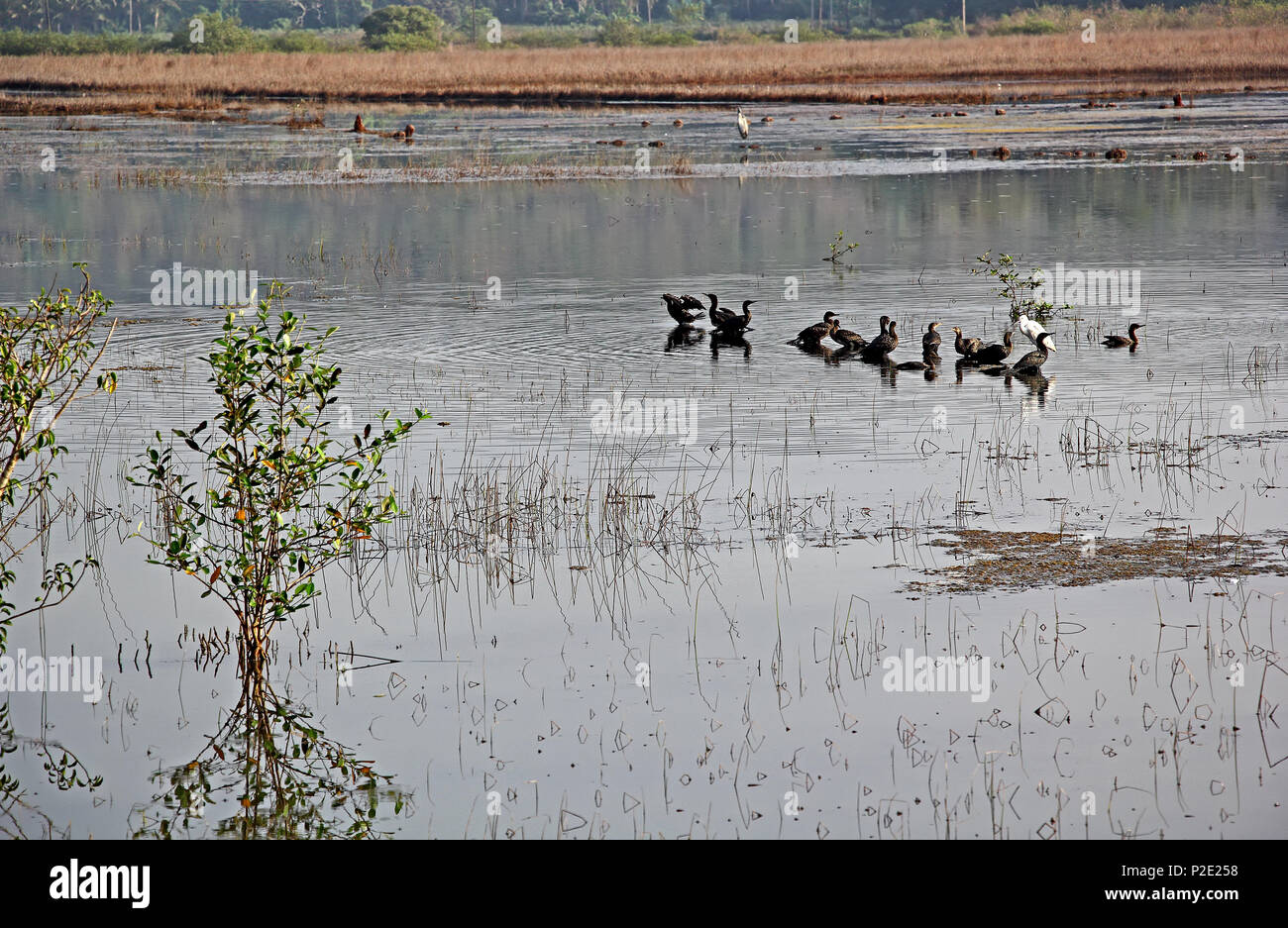 Tranquil morning scene of group of cormorants standing on marshy field, looking for fish and other living things for food Stock Photo