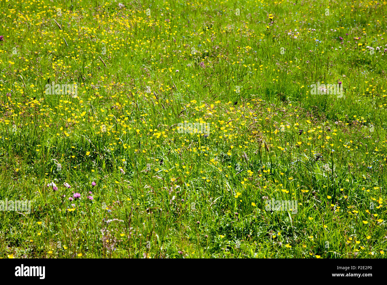 Summer  Hay Meadow Ciampinoi above Selva Val Gardena Dolomites Italy Stock Photo