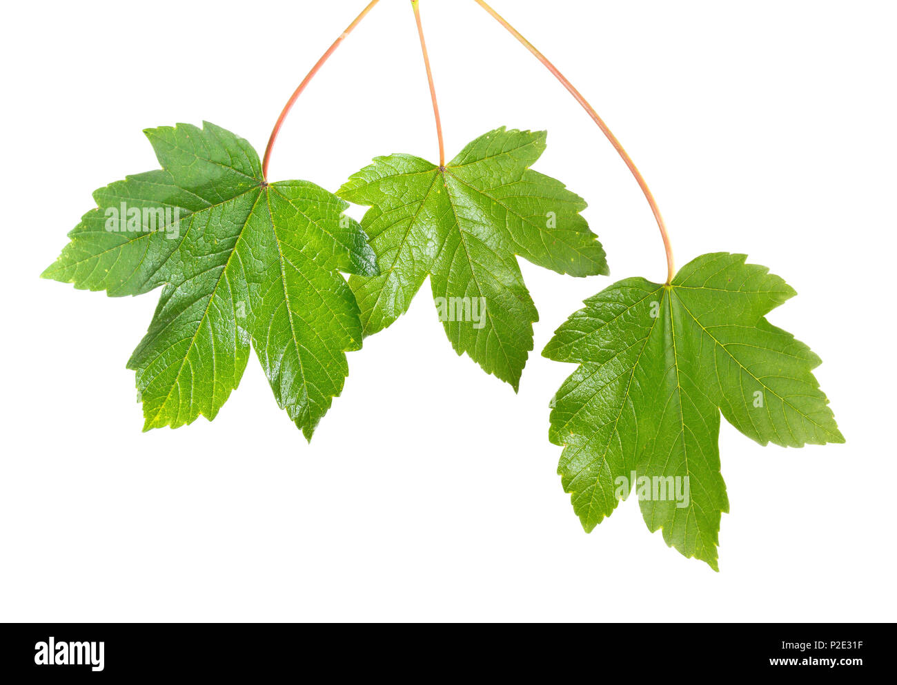 Maple leaf isolated on white background Stock Photo - Alamy