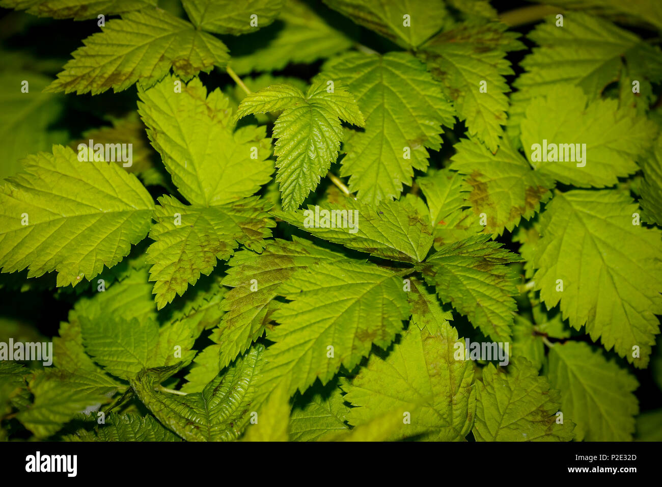 leaf abstract background Stock Photo