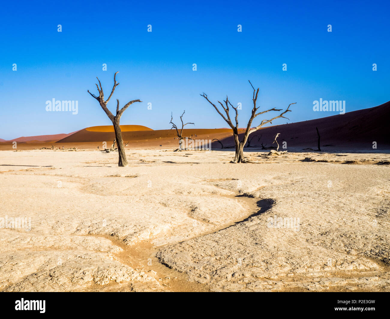 female cheetah on red sand dune Namibia Stock Photo