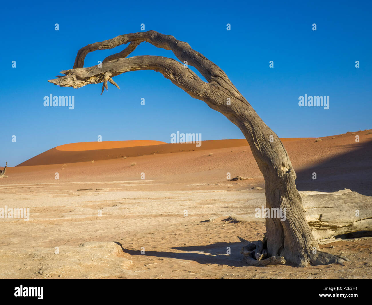 female cheetah on red sand dune Namibia Stock Photo