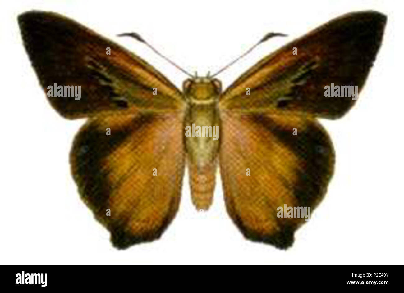 . Hasora hurama hurama . Commonwealth Scientific and Industrial Research Organisation (CSIRO) 24