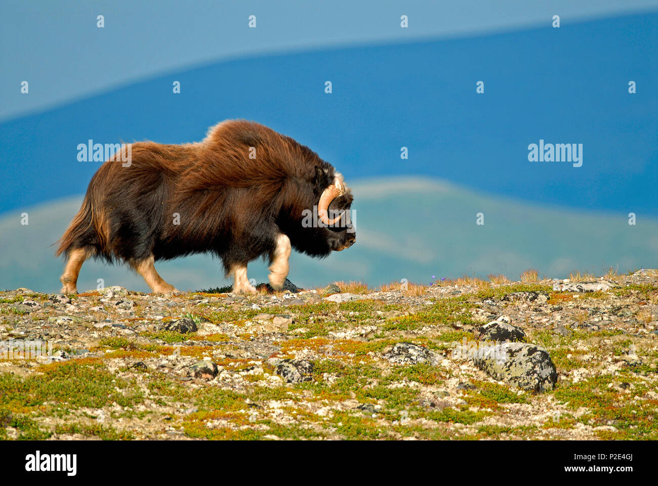 Musk Ox are the largest Arctic land mammal and weigh somewhere between 800 and 900 pounds. Male Musk Ox can be up to 7 1/2 feet long. Musk Ox are 4 1/ Stock Photo