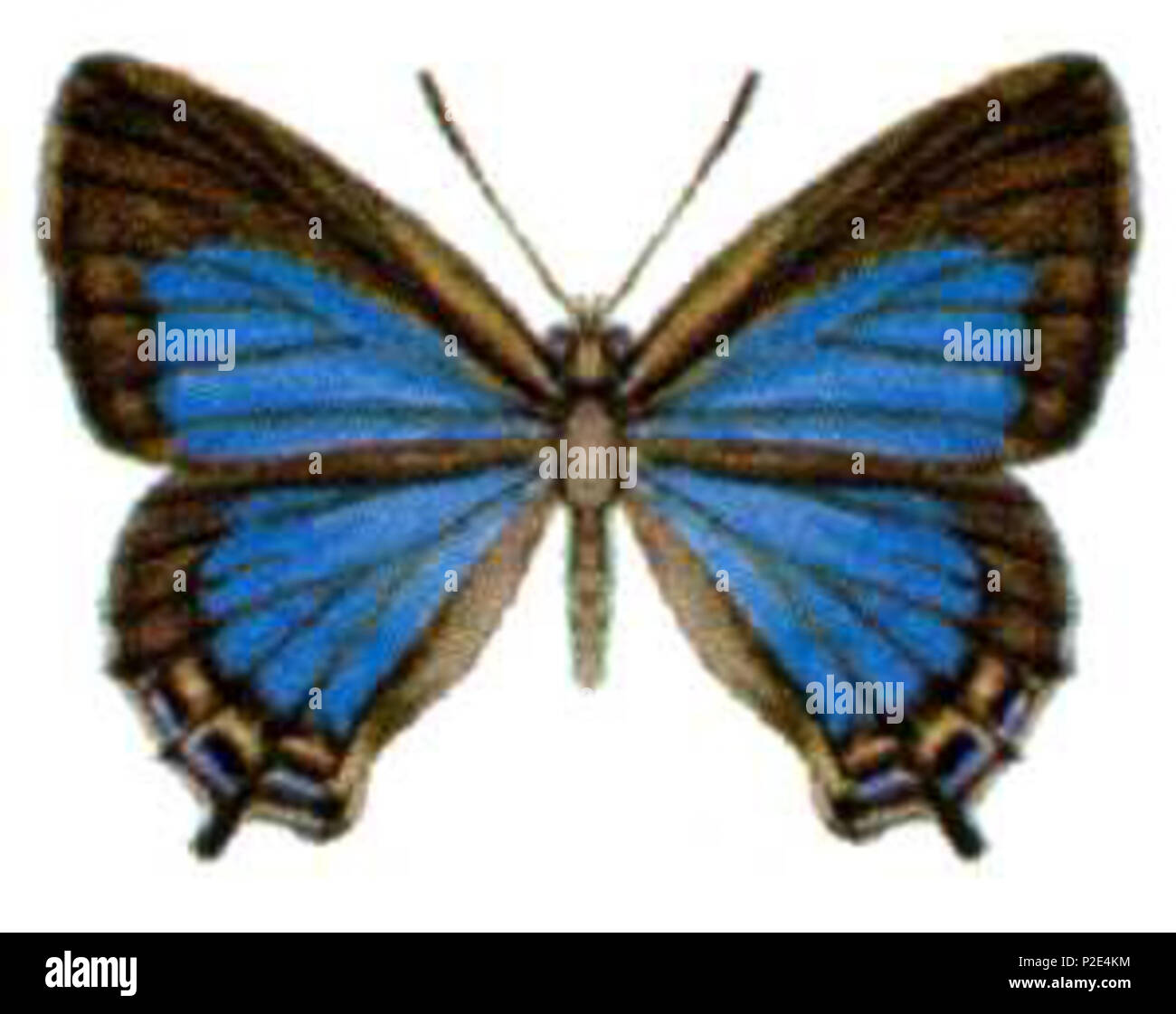 Inous Stock Photos Inous Stock Images Alamy