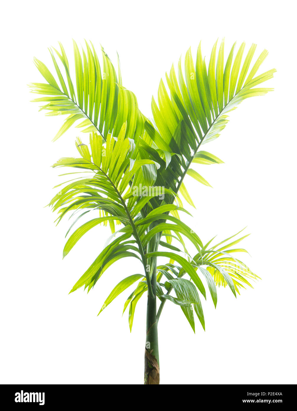 Green palm leaf isolated on white background Stock Photo - Alamy