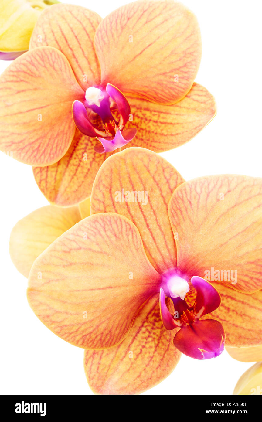 Orchid isolated on white background Stock Photo - Alamy