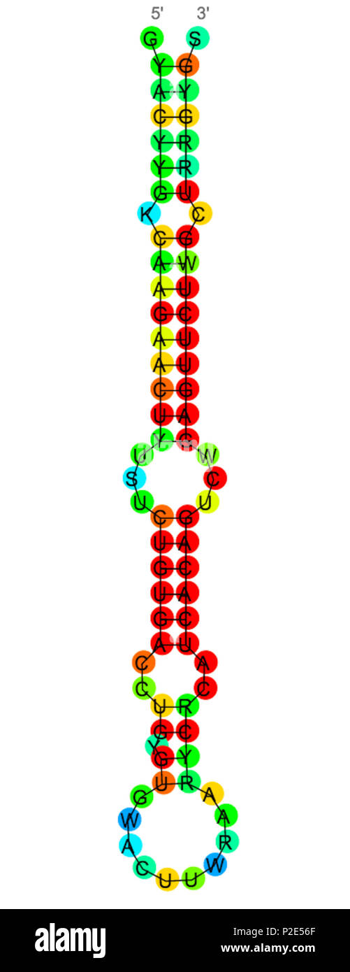34 MiR-11 precursor secondary structure from Rfam Stock Photo
