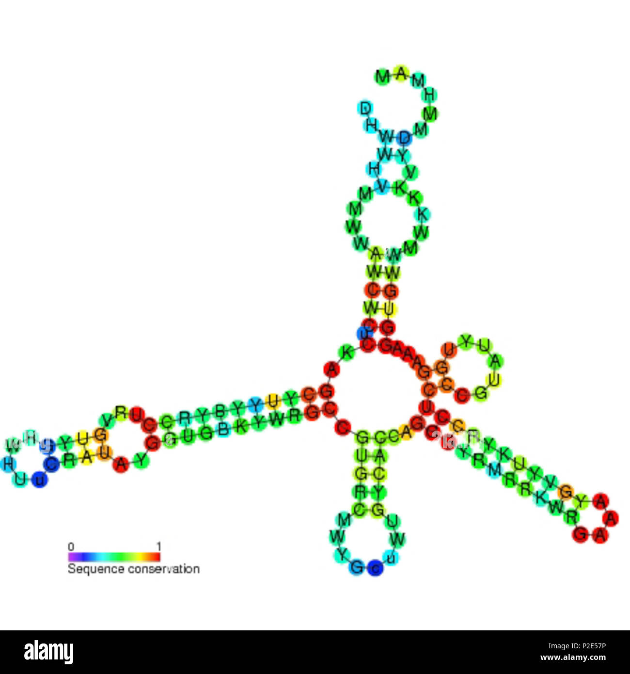 . Secondary structure image for MOCO RNA motif non coding RNA (RF01055 ...