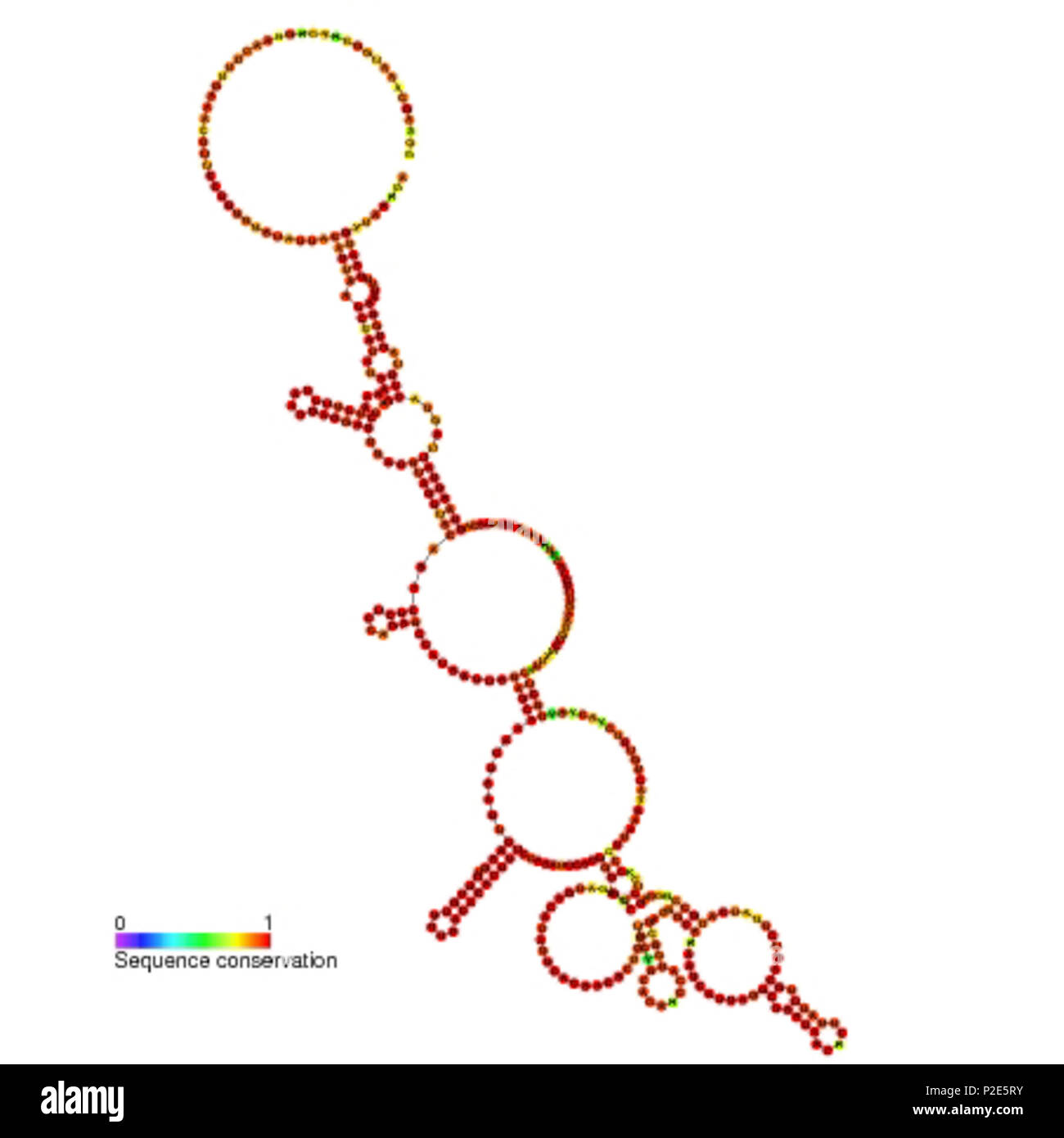 . Secondary structure image for NRON non coding RNA (RF00636 ...