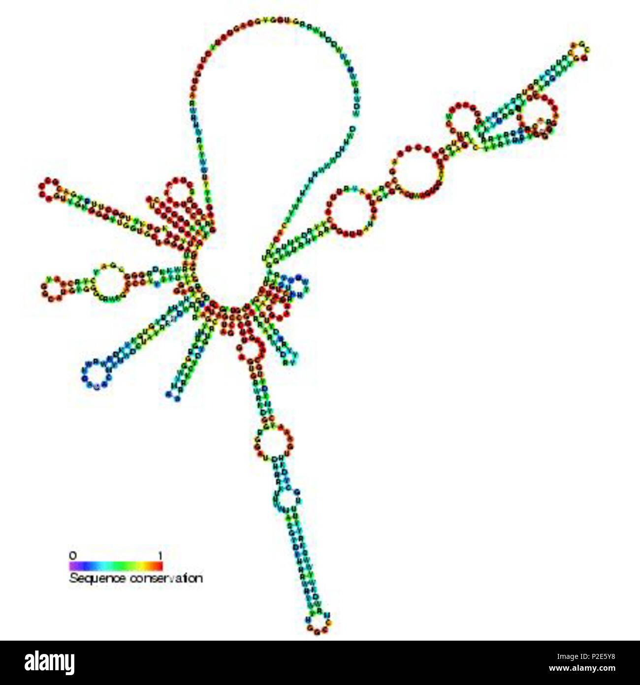 . Secondary structure image for OLE non coding RNA (RF01071 ...