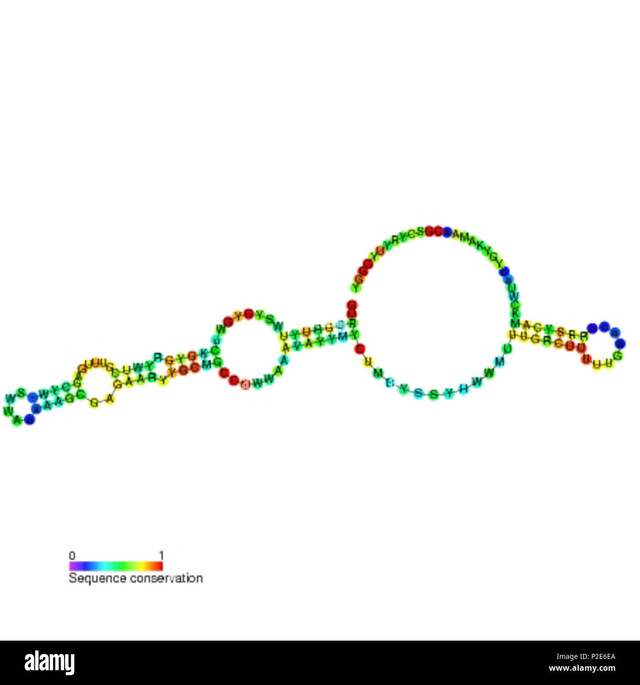 . Secondary structure image for purD non coding RNA (RF01069 ...