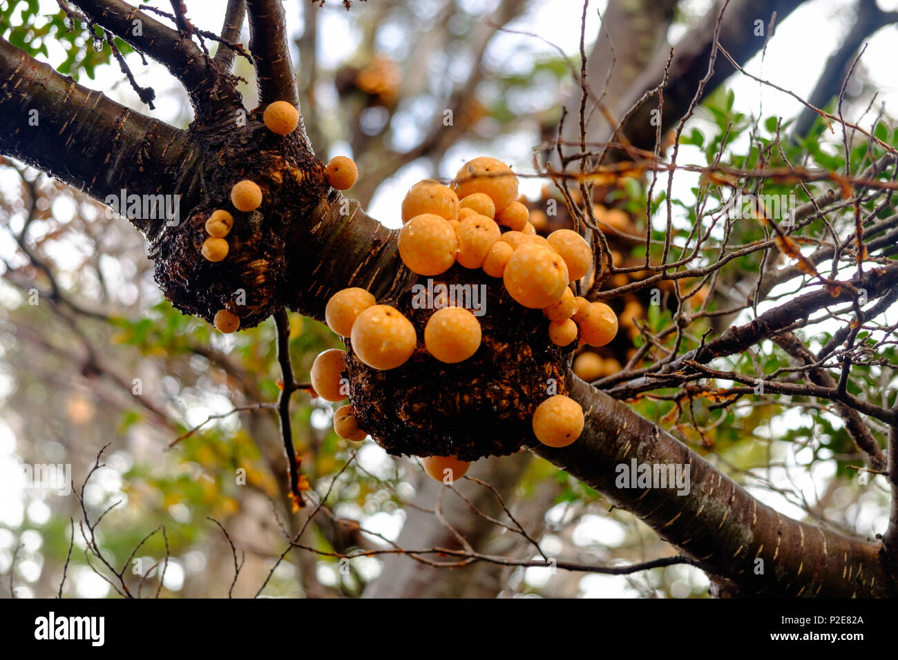 'Pan de indio' is an edible mushroom. This orange fungus grows often on lenga trees, like here in Tierra del Fuego national park in Argentina. Stock Photo