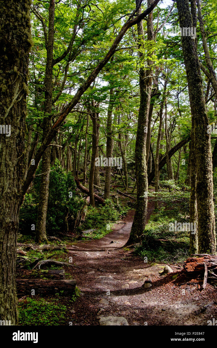 A path leads through a pristine forest in the national park of Tierra del Fuego, Argentina. This lenga forest offers lovely hikes. Stock Photo