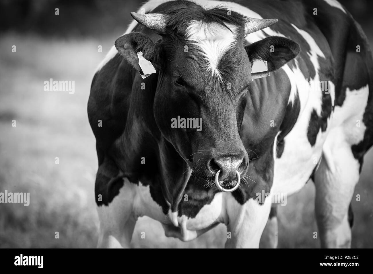 Holstein friesian bull hires stock photography and images Alamy