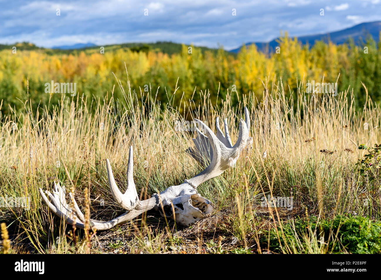 Moose skull with antlers lies on the ground in the Yukon Territory