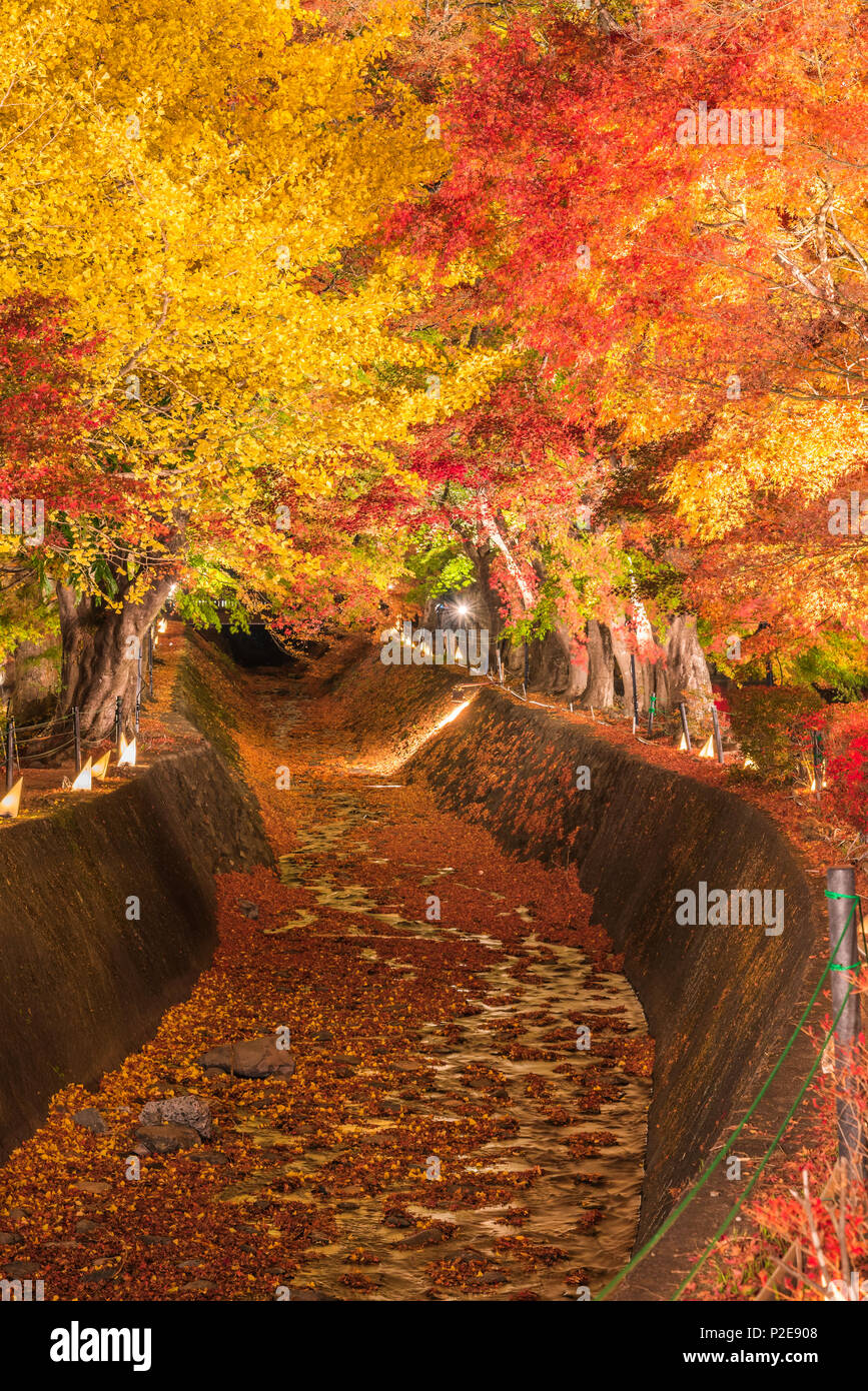 Light Up Maple Corridor Momiji Tunnel In Autumn Season At Kawaguchi Japan Stock Photo Alamy