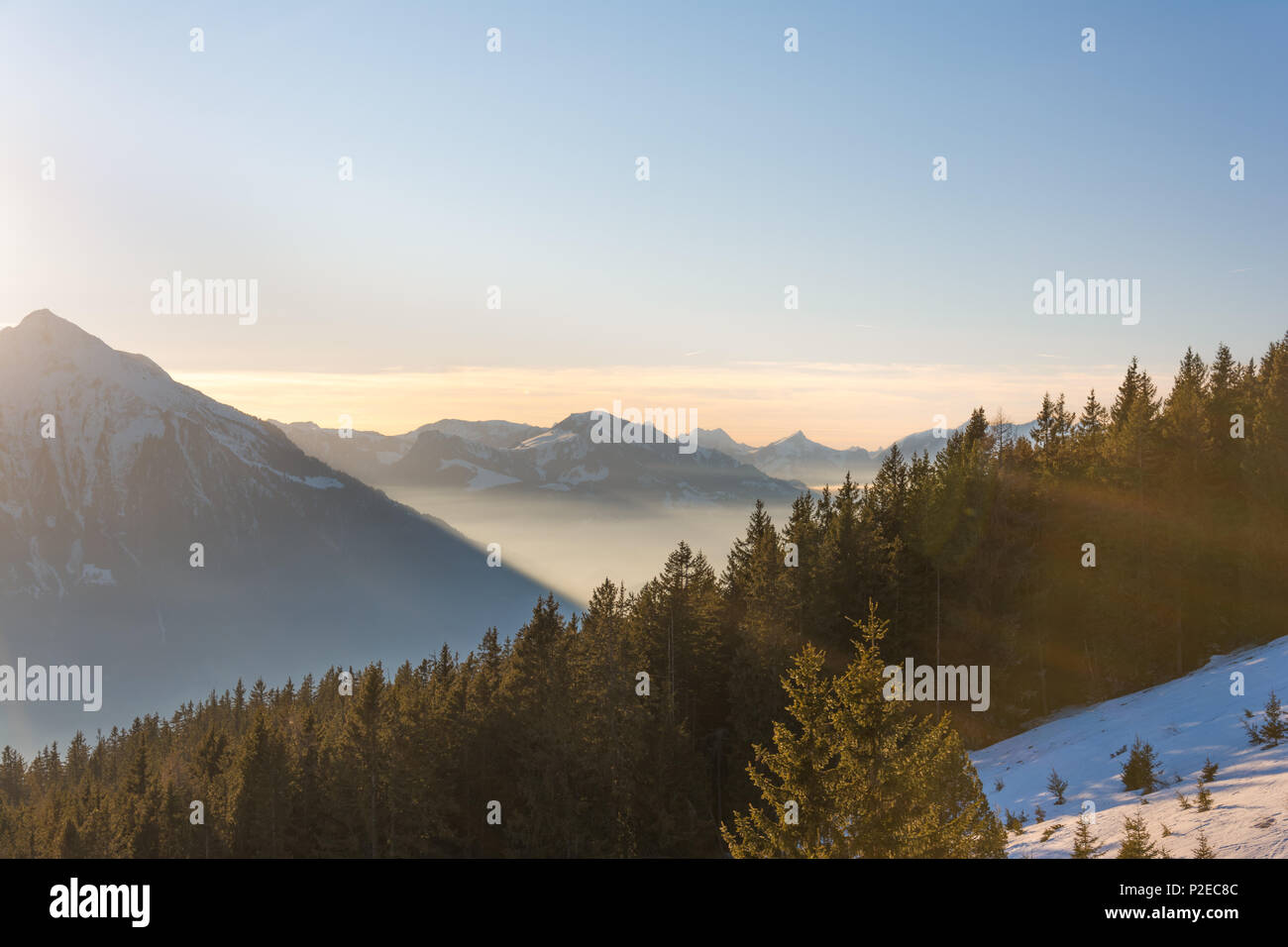 The sun shines over the pine trees in the Swiss Alps. Stock Photo