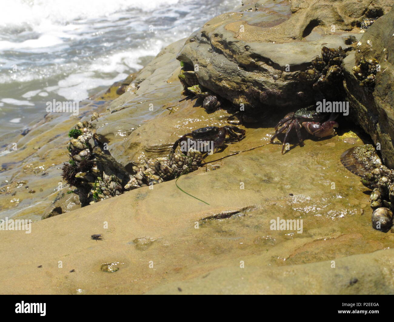 Shore Crabs at the Rocky Tide Pools Areas of Southern California, San Diego Region, Species Name Pachygrapsus crassipes Stock Photo