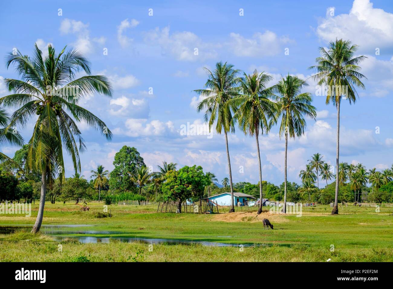 Thailand, Trang province, Ko Sukorn island, surroundings of Ban Laem village Stock Photo
