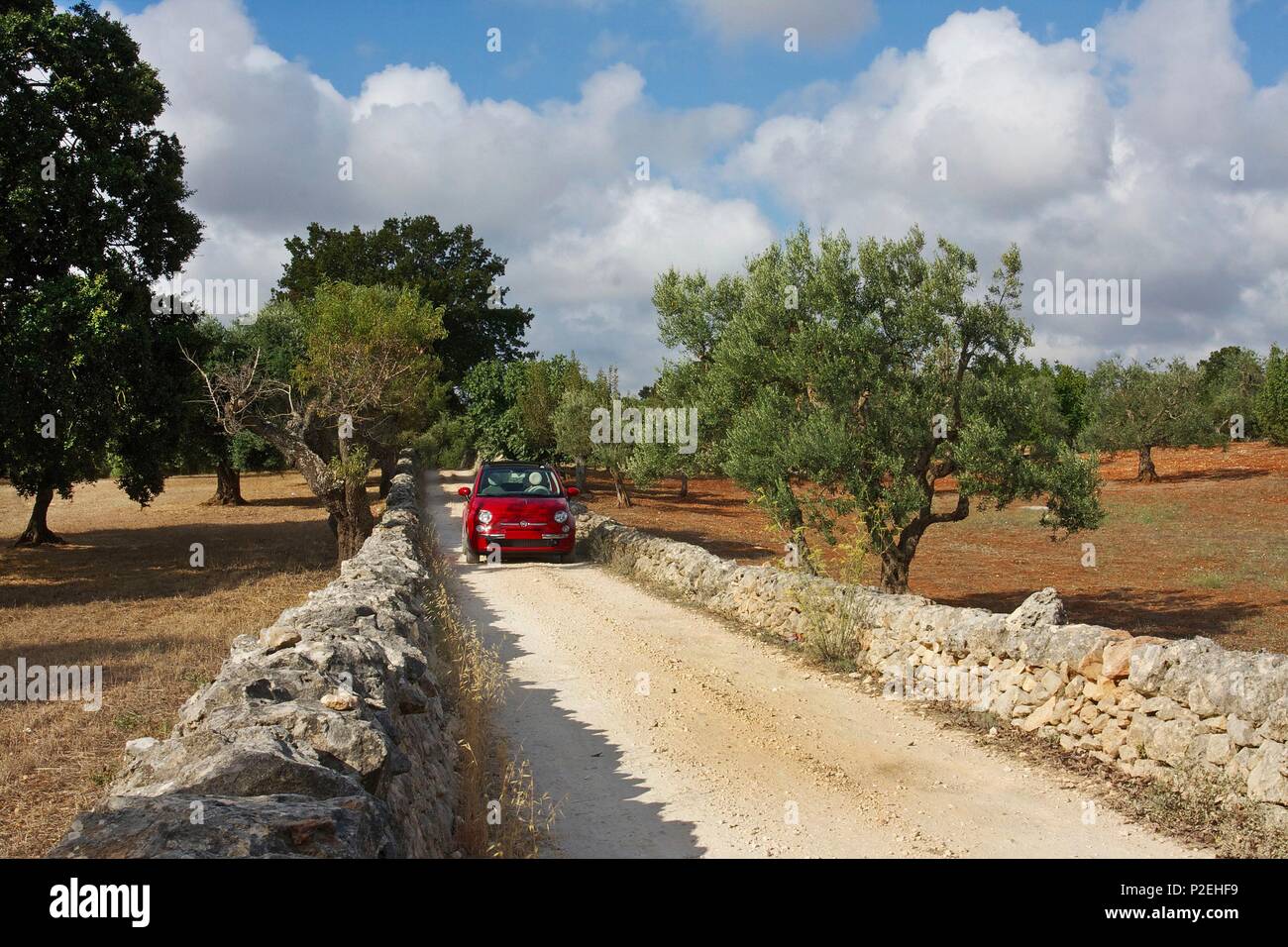 Italy, Puglia, Locorotondo, Fiat Cinquecento red on a country lane lined with muretti, low stone walls dry, in the middle of olive trees Stock Photo