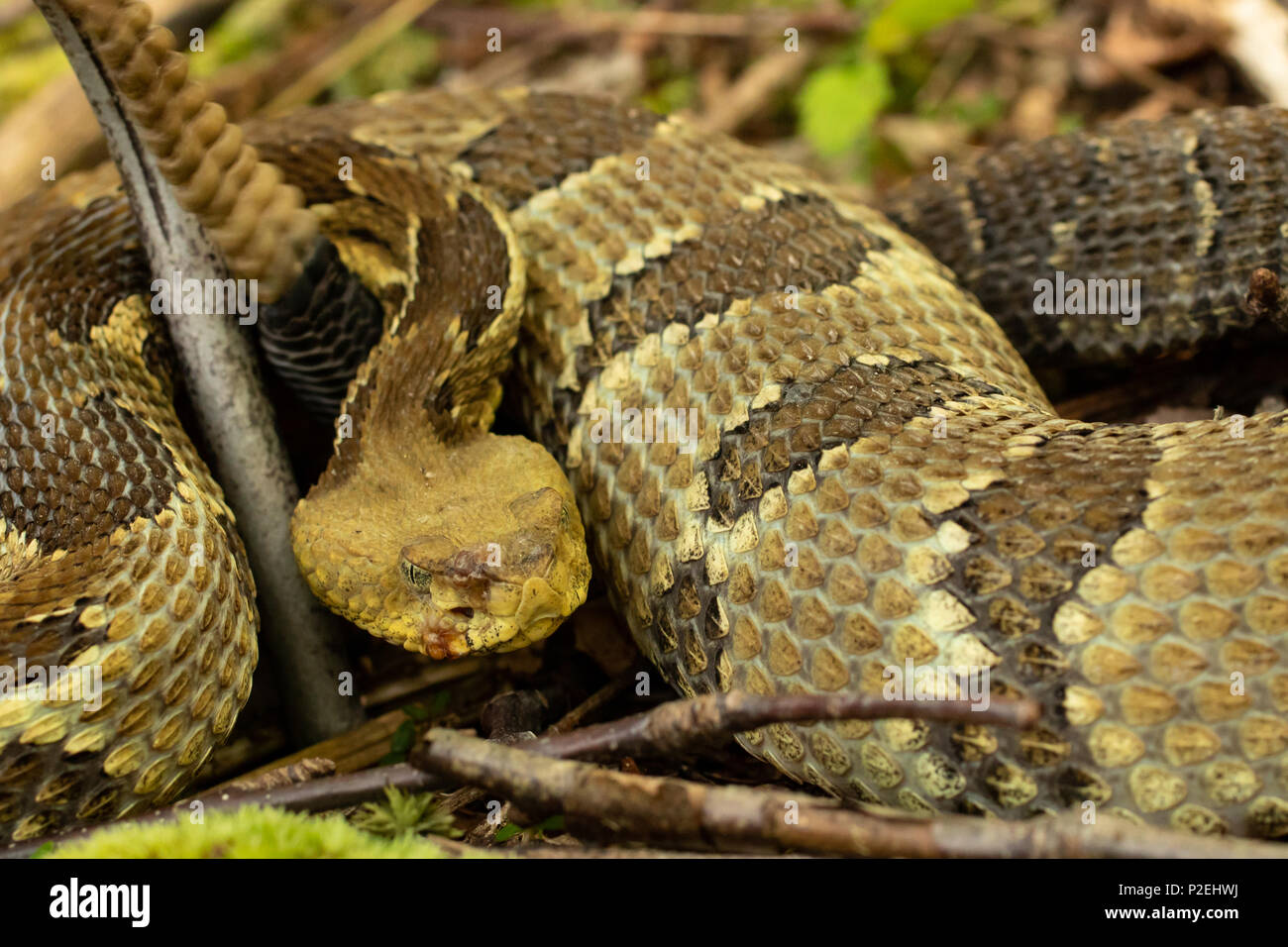 Timber rattlesnake infected with Ophidiomyces (snake fungal disease) Stock Photo