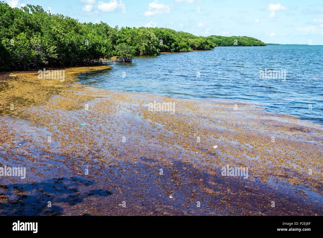 Florida Upper Key Largo Florida Keys,Harry Harris Beach & Park,Atlantic Ocean,seaweed marine debris collected,FL170818022 Stock Photo