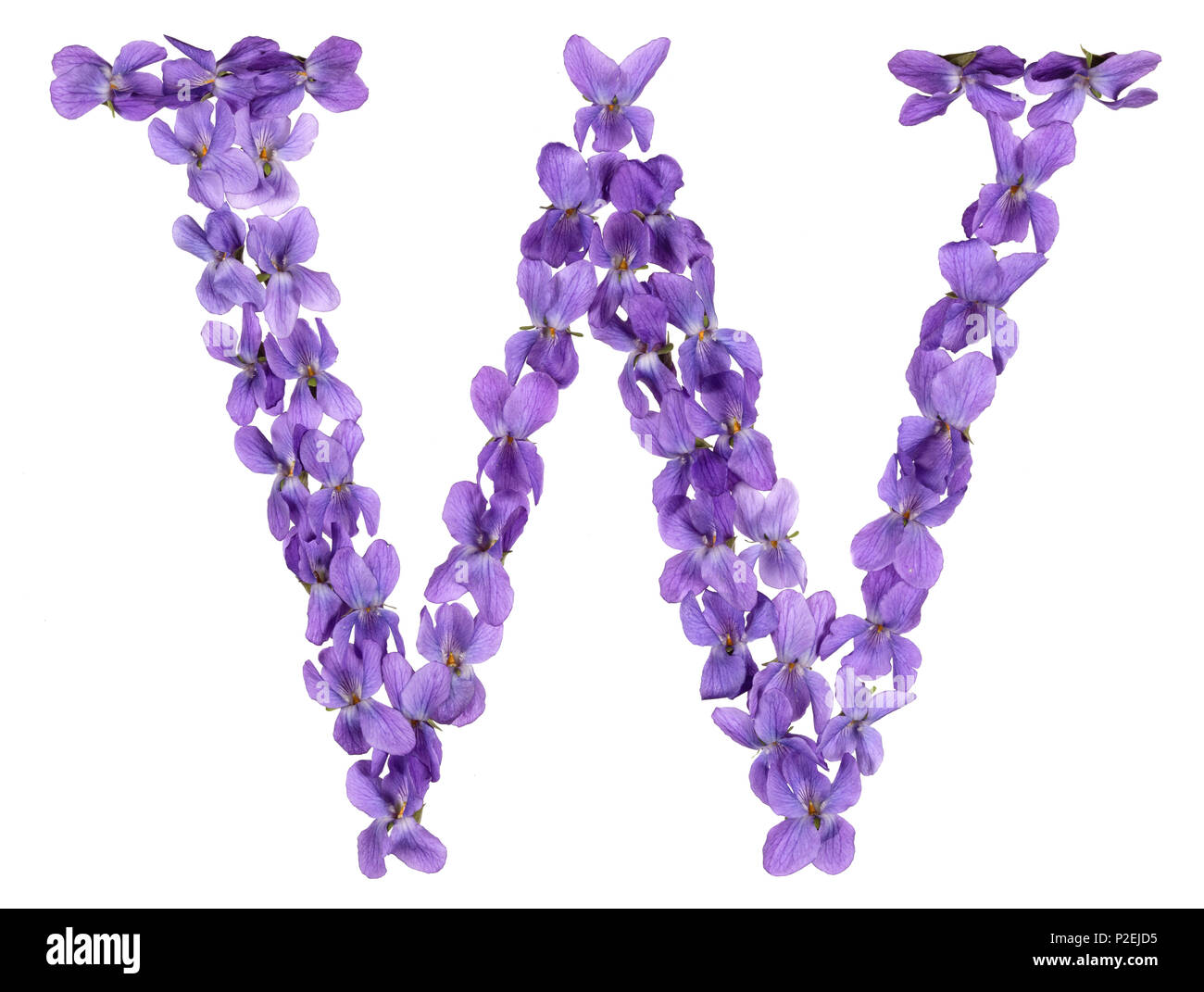 Letter W from alphabet, from flowers of violet, isolated on white ...