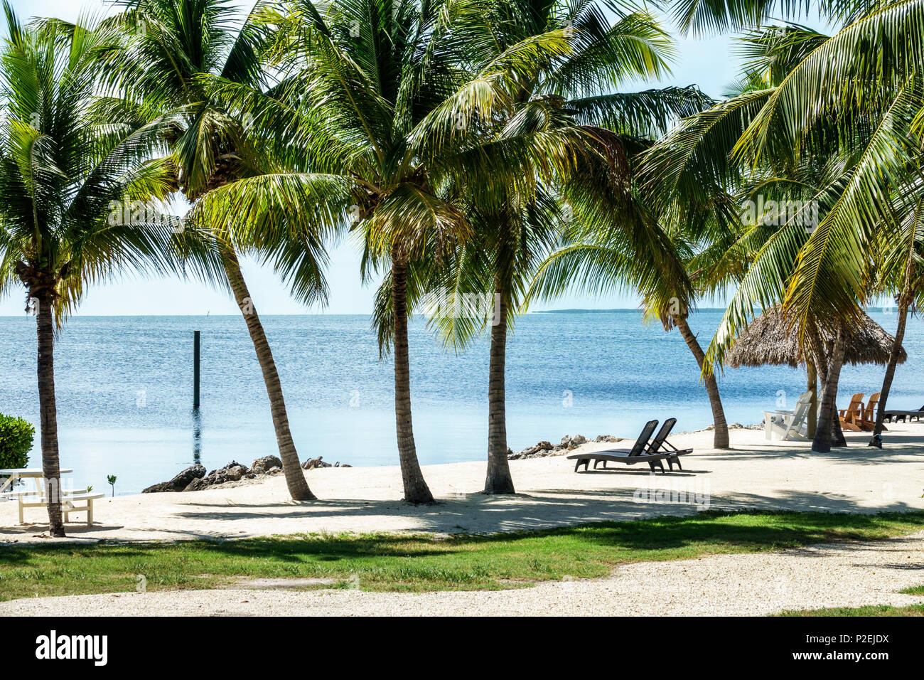 Florida Upper Florida Keys,Tavernier,Atlantic Bay Resort,grounds,beach,lounge chairs,palm trees,FL170818024 Stock Photo