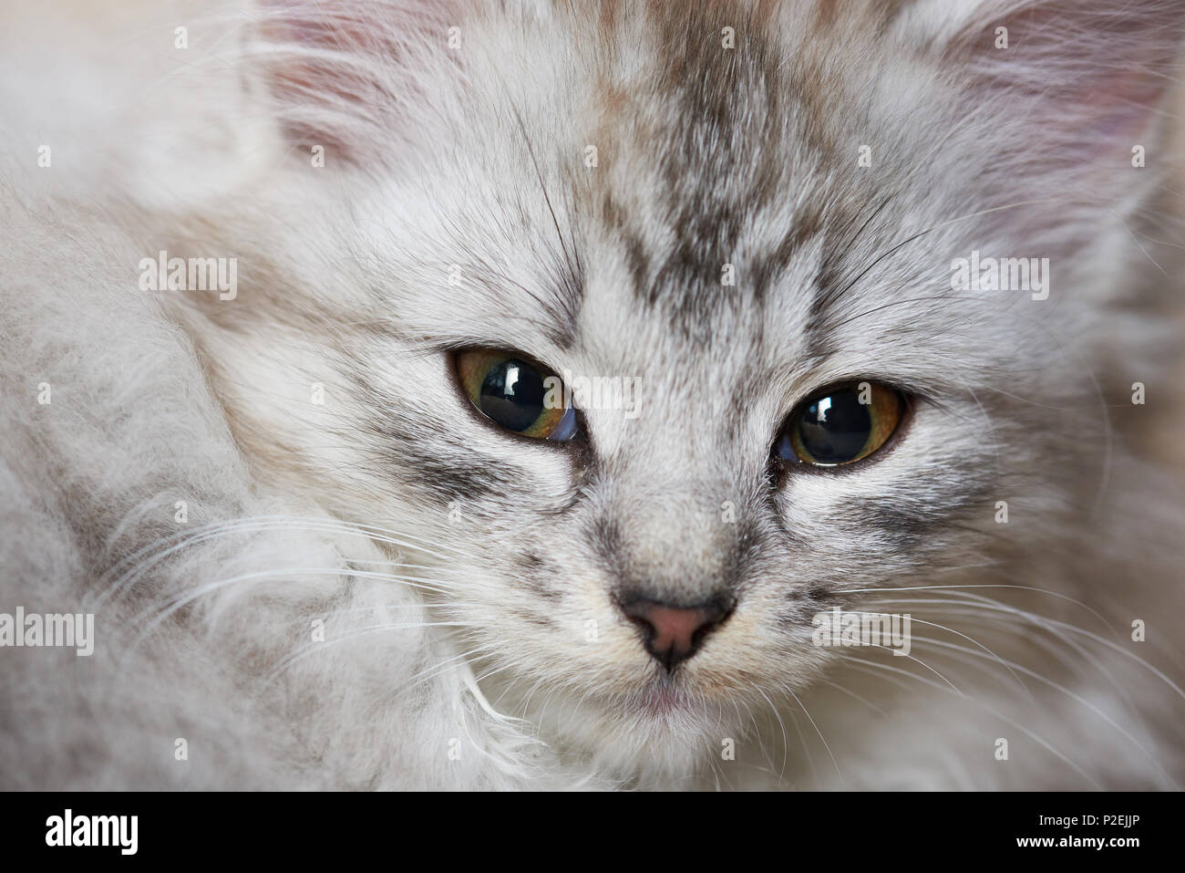 Macro portrait of grey color kitty. Portrait of fluffy cat Stock Photo